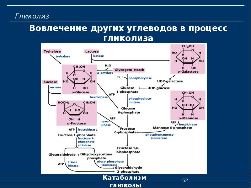 Схема катаболизма глюкозы