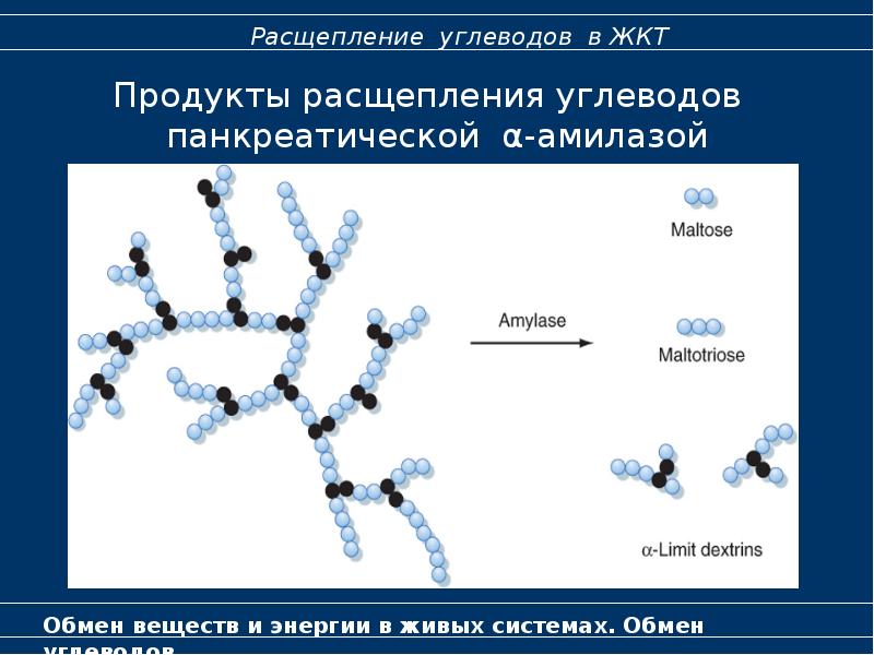 Обмен углеводов биохимия презентация