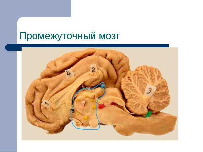 Промежуточные мозги. Промежуточный мозг. Промежуточный мозг картинка. Промежуточный мозг фото. Промежуточный мозг препарат.