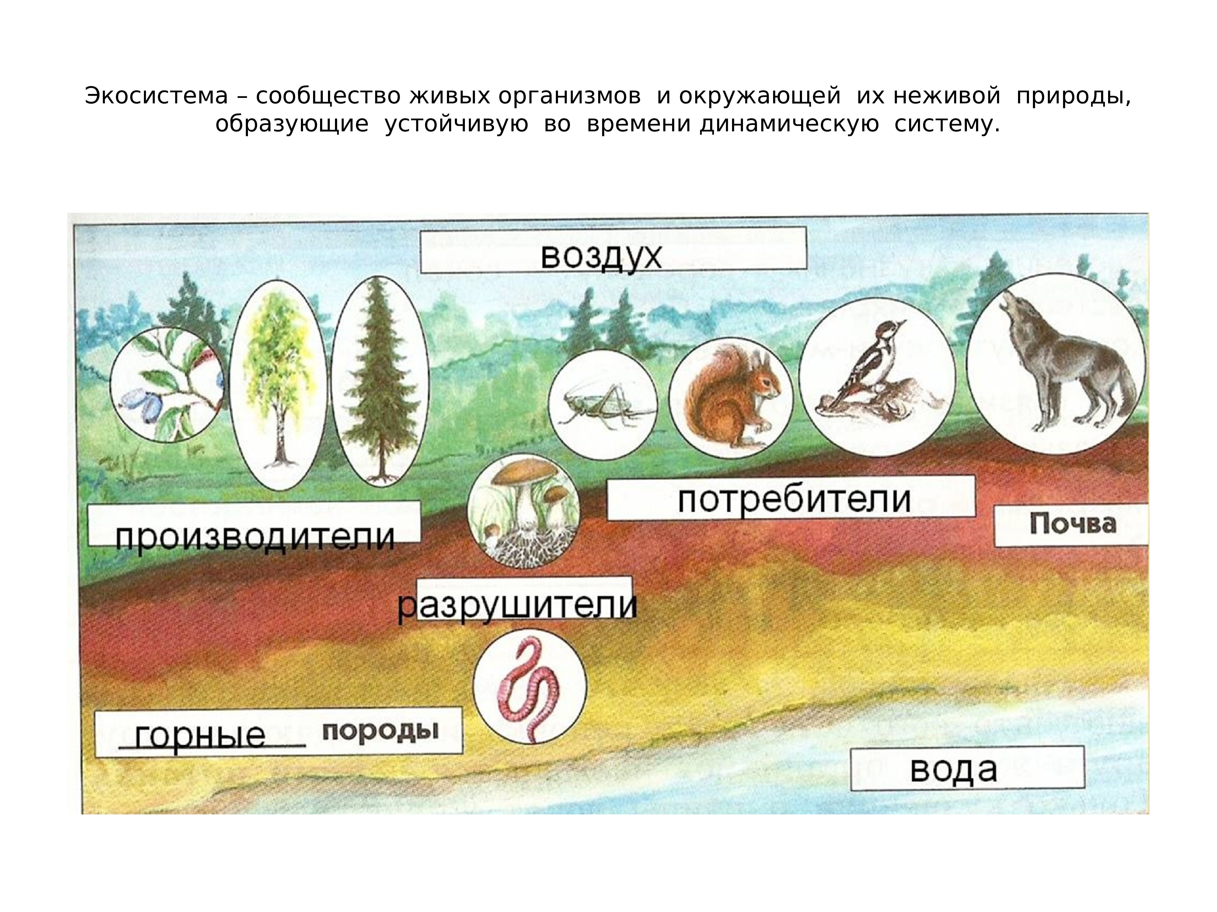 Рисунок природного сообщества 5 класс. Экосистема. Сообщество живых организмов. Экосистема это в экологии. Производители, потребителиhfpheibntkb.