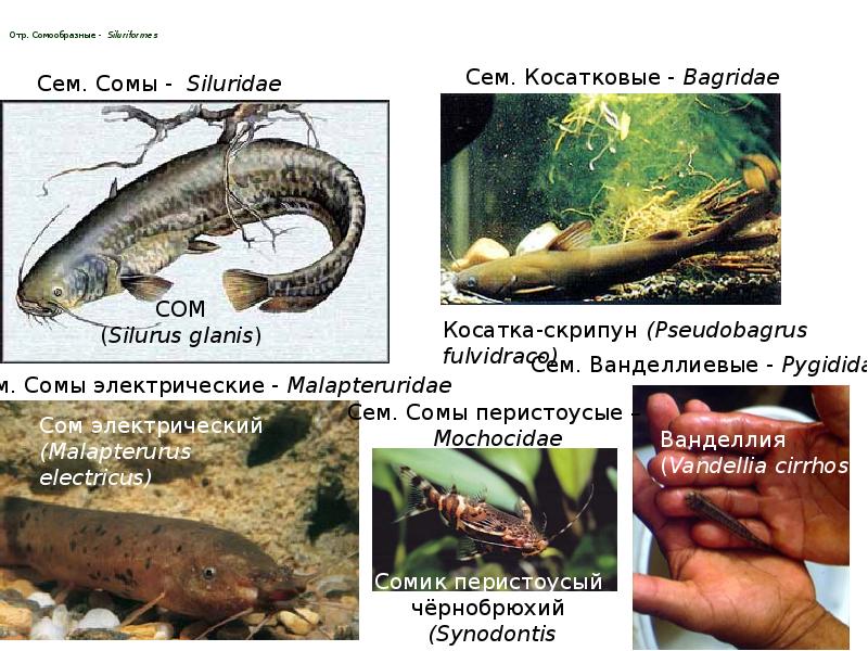 Отр. Сомообразные - Siluriformes Отр. Сомообразные - Siluriformes