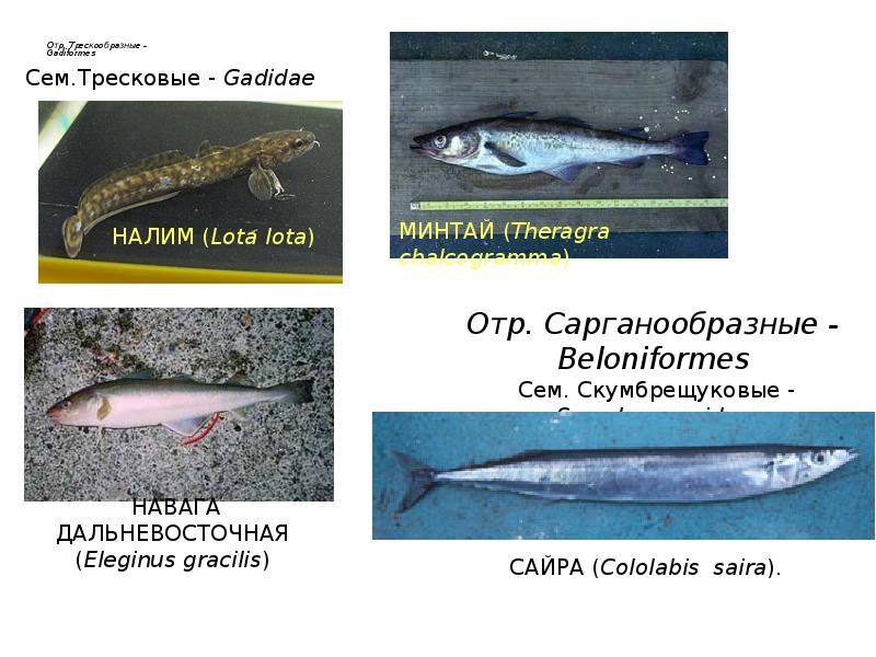 Отр. Трескообразные – Gadiformes Отр. Трескообразные – Gadiformes