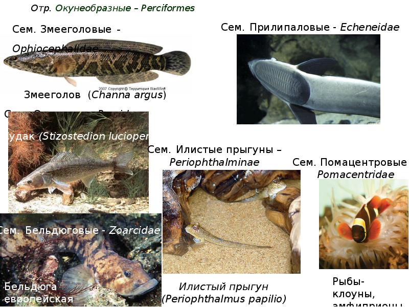 Отр. Окунеобразные – Perciformes Отр. Окунеобразные – Perciformes