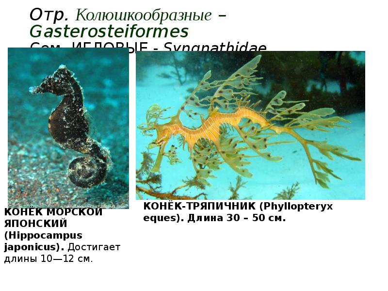 Отр. Колюшкообразные –Gasterosteiformes Сем. ИГЛОВЫЕ - Syngnathidae Отр. Колюшкообразные –Gasterosteiformes Сем. ИГЛОВЫЕ - Syngnathidae