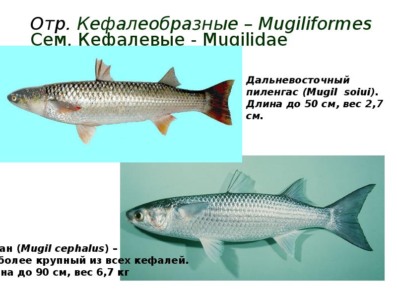 Отр. Кефалеобразные – Mugiliformes Сем. Кефалевые - Mugilidae Отр. Кефалеобразные – Mugiliformes Сем. Кефалевые - Mugilidae