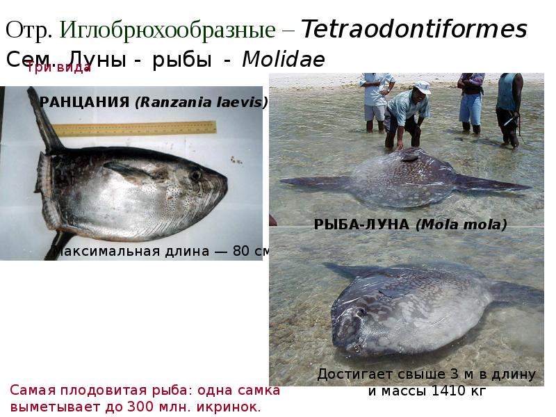 Отр. Иглобрюхообразные – Tetraodontiformes Сем. Луны - рыбы - Molidae Отр. Иглобрюхообразные – Tetraodontiformes Сем. Луны - рыбы - Molidae