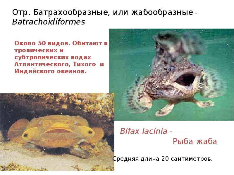 Отр. Батрахообразные, или жабообразные - Batrachoidiformes