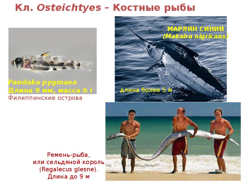Кл. Osteichtyes – Костные рыбы Кл. Osteichtyes – Костные рыбы