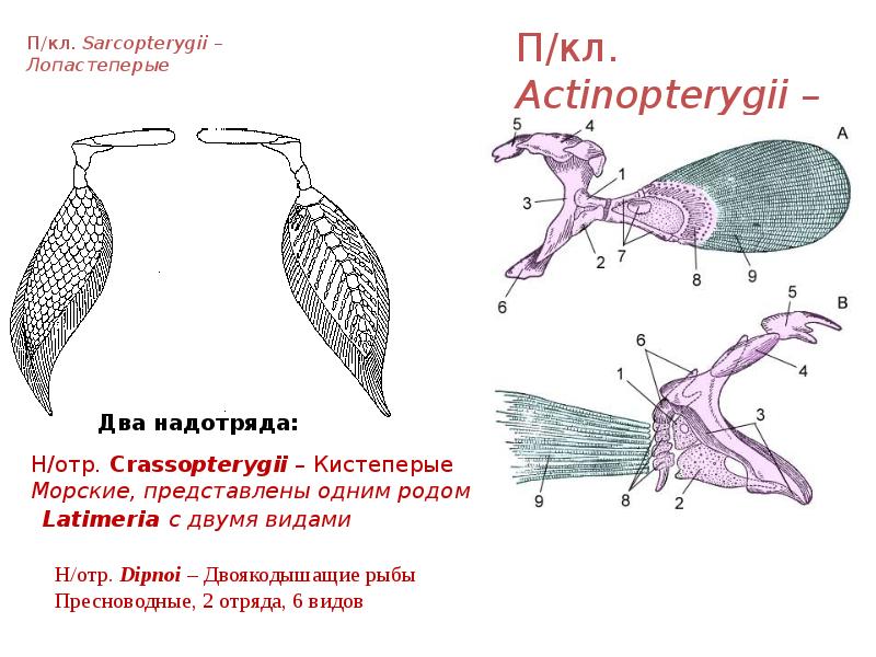 Диаграмма животные позвоночные