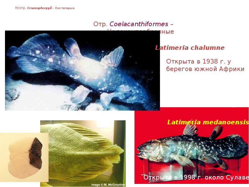 Н/отр. Crassopterygii – Кистеперые Н/отр. Crassopterygii – Кистеперые