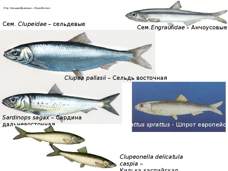 Разновидность сельди фото и названия