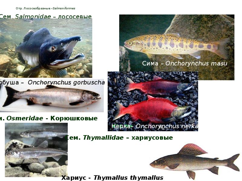 Отр. Лососеобразные –Salmoniformes Отр. Лососеобразные –Salmoniformes