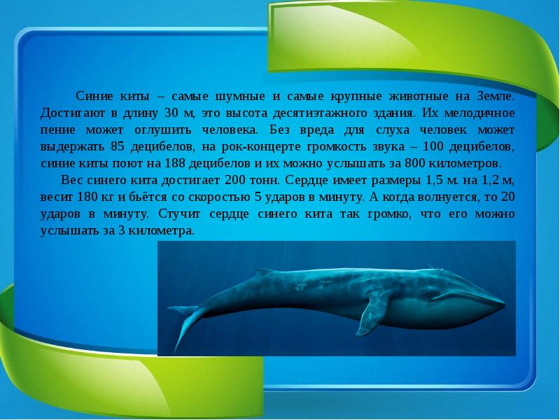Физиологические признаки синего кита. Синий кит самое большое животное на земле. Самое крупное животное на земле голубой кит. Голубой кит краткая информация. Позвоночник синего кита.