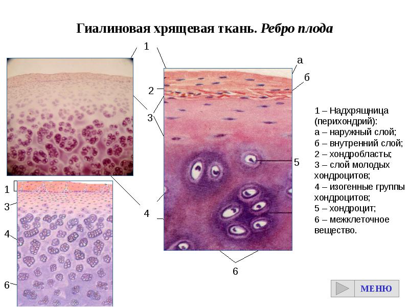 Гиалиновая хрящевая ткань рисунок