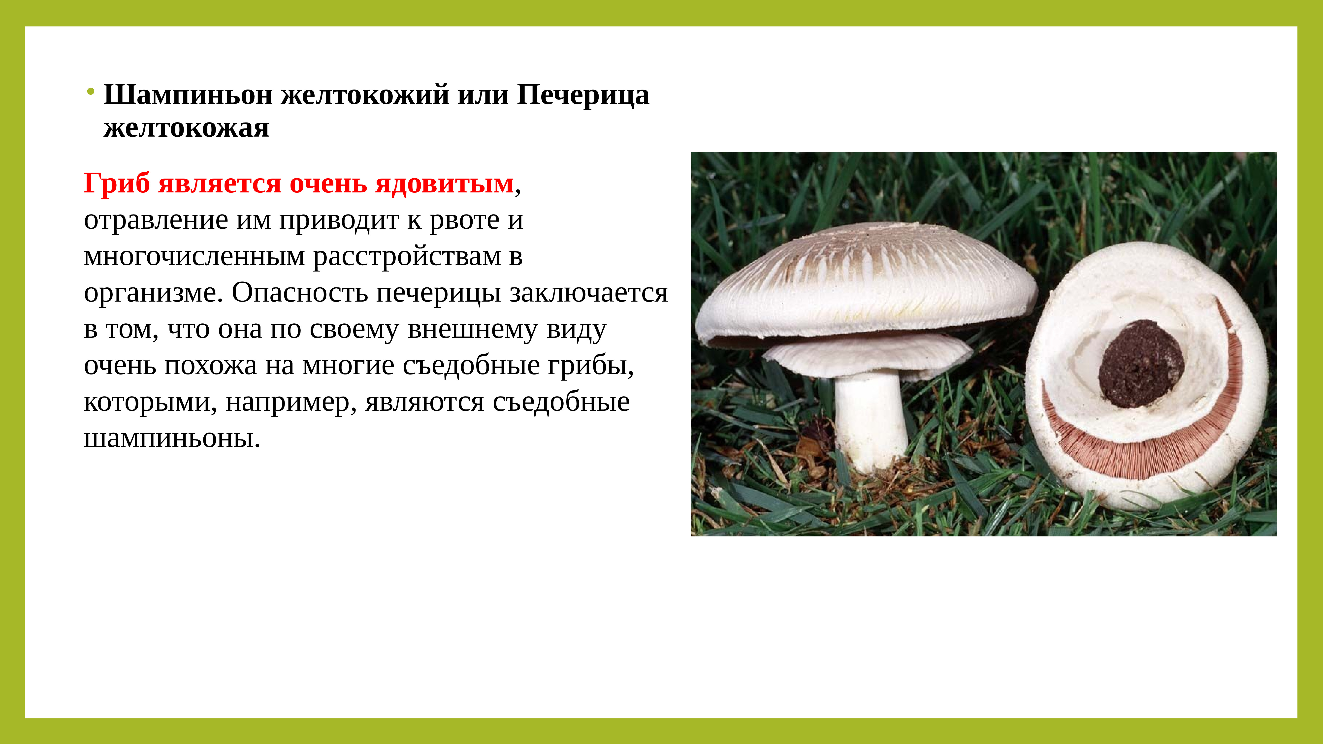 Шампиньон желтокожий ядовитые грибы