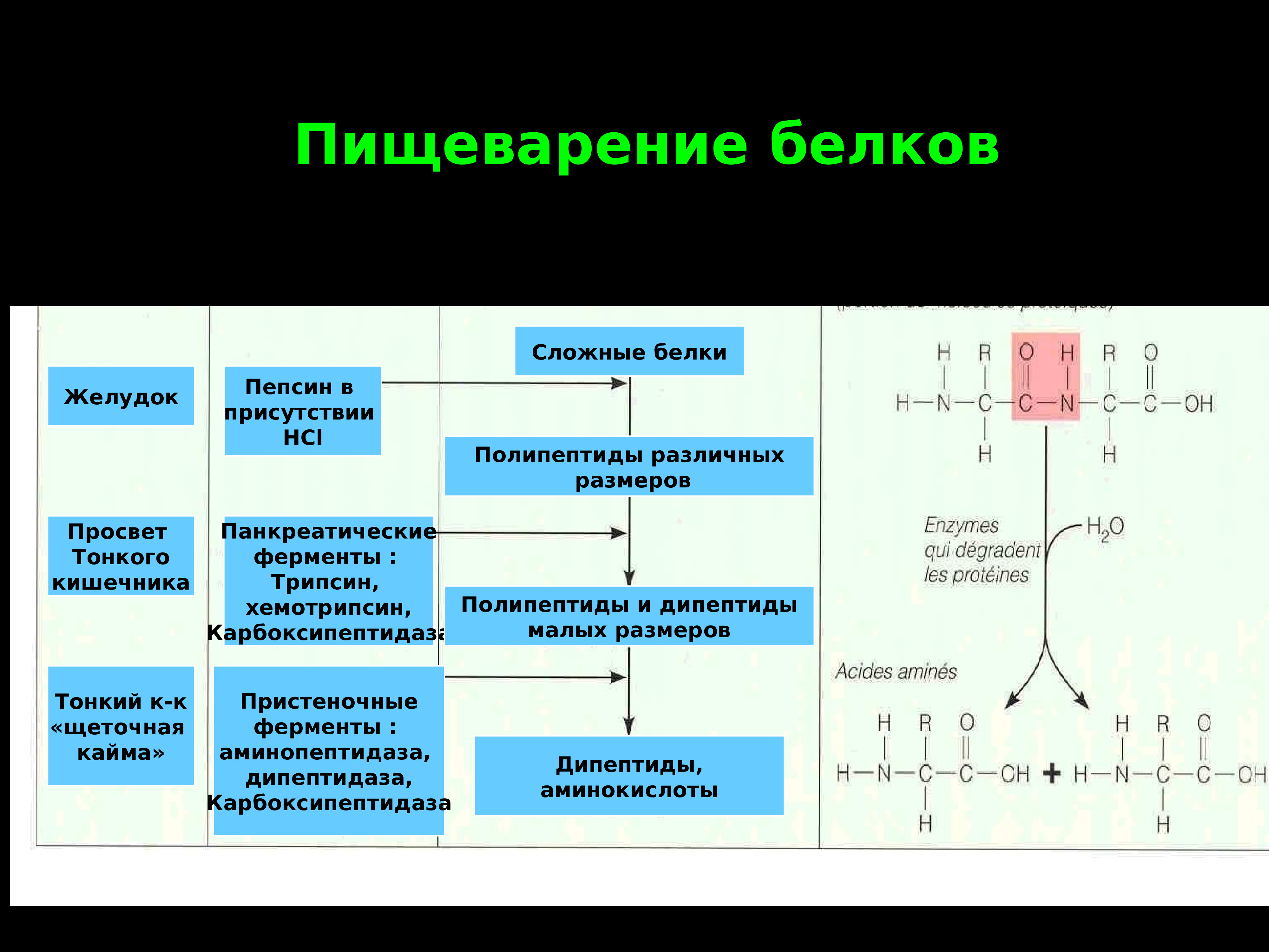 Переваривание белка. Переваривание белков. Переваривание белков с помощью пепсина. Начало переваривания белков. Аминопептидаза фермент.