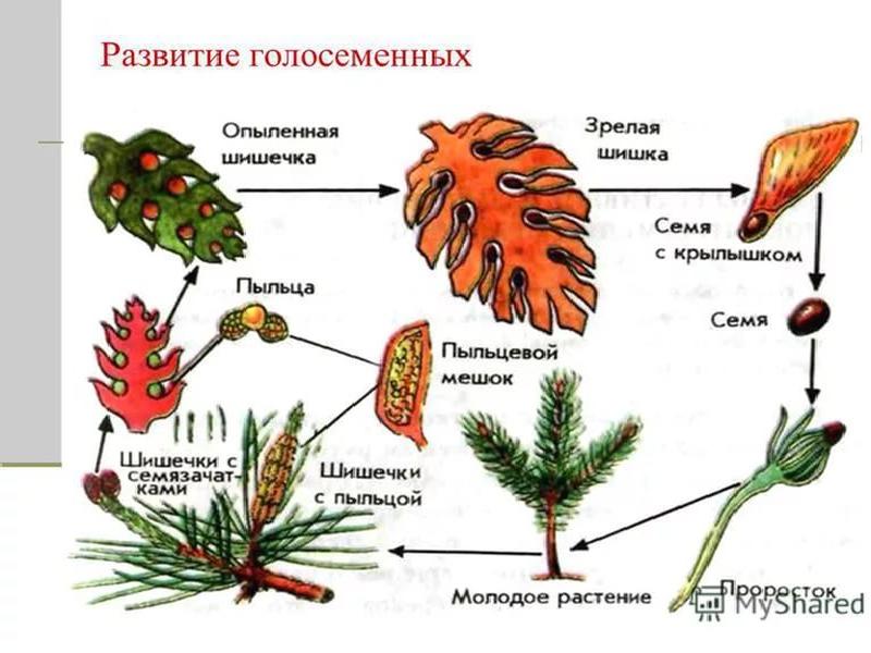 Семенные растения презентация 5 класс пасечник