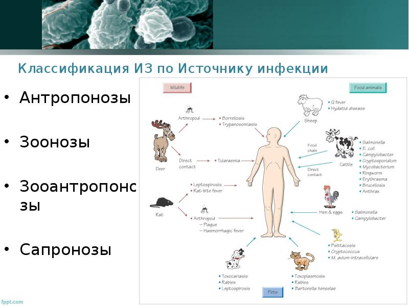 Инфекция. Формы инфекции. Факторы вирулентности микробов. Методы лабораторной ди
