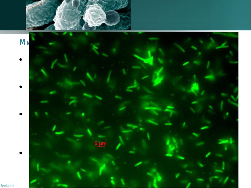 Микроскопия микробиология презентация