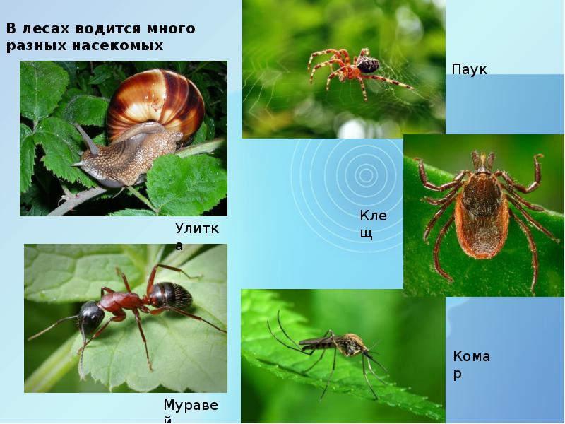 Леса и луга нашей родины презентация