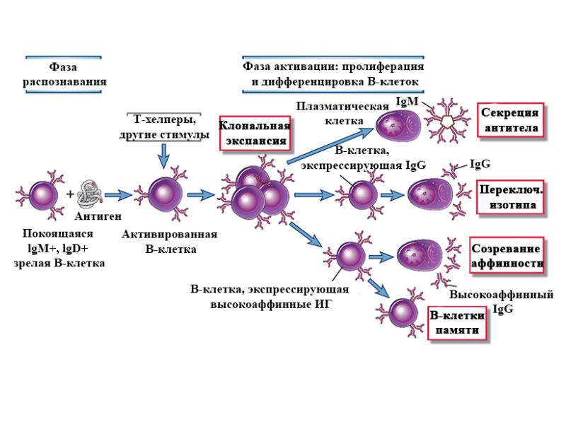 Презентация по теме лимфоциты