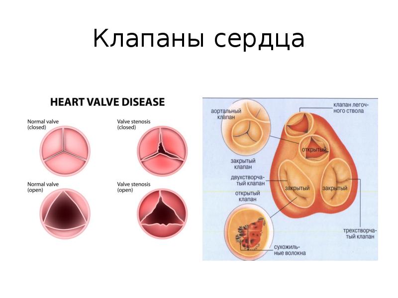 Презентация клапаны сердца