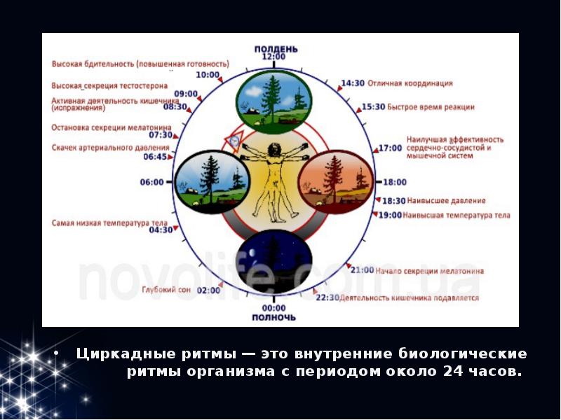 Биоритмы презентация естествознание