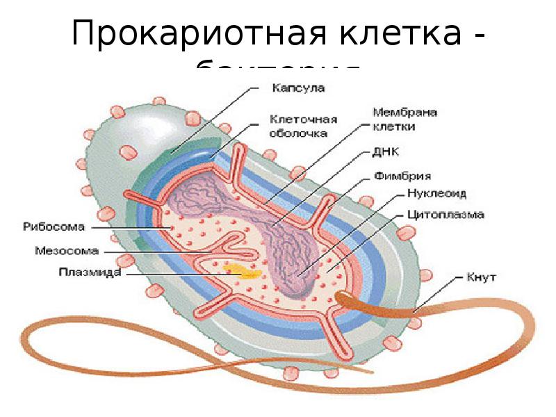 Органоиды бактериальной клетки