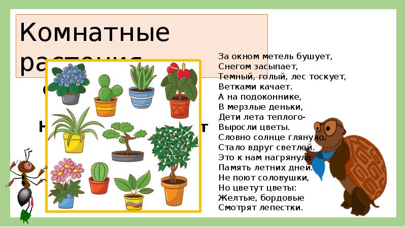 Комнатные растения презентация 2 класс окружающий мир школа россии