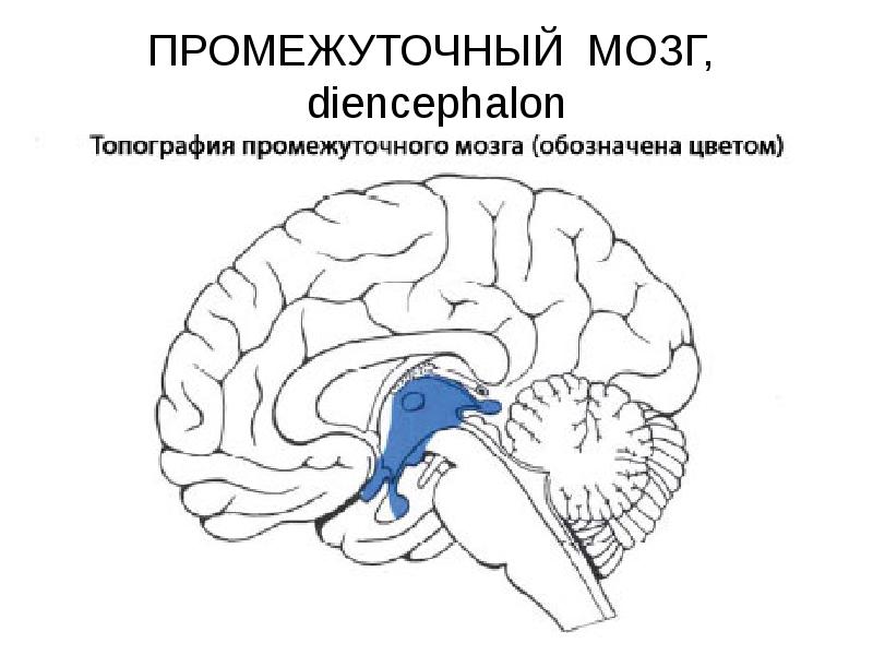 Промежуточный мозг на картинке