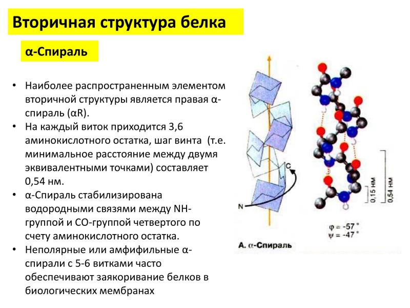 Что делают структурные белки. Альфа-спираль структура белка. Характеристика Альфа спирали вторичной структуры белка. Альфа и бета белки вторичной структуры. Характеристика вторичной структуры белка таблица.