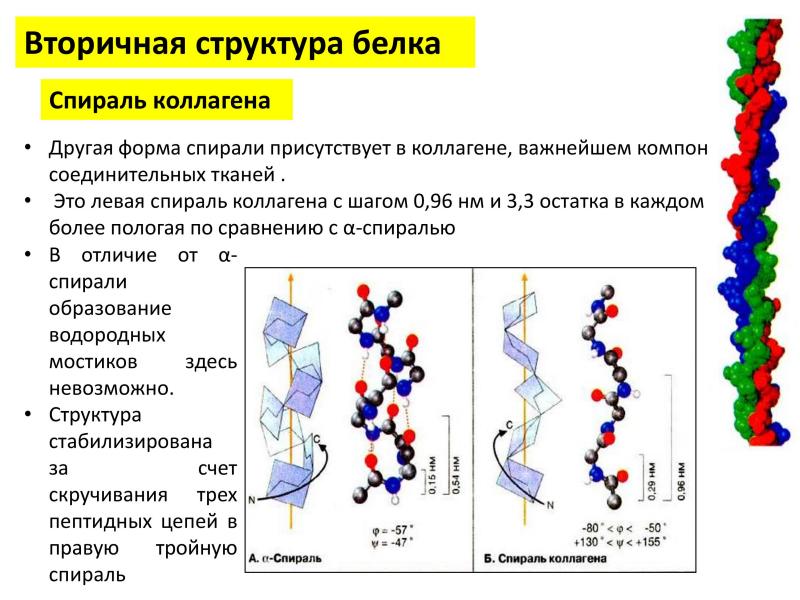Вторичная структура белка форма. Коллаген строение белка биохимия. Вторичная структура белка коллагеновая спираль. Первичная вторичная третичная структура коллагена. Вторичная структура коллагена биохимия.