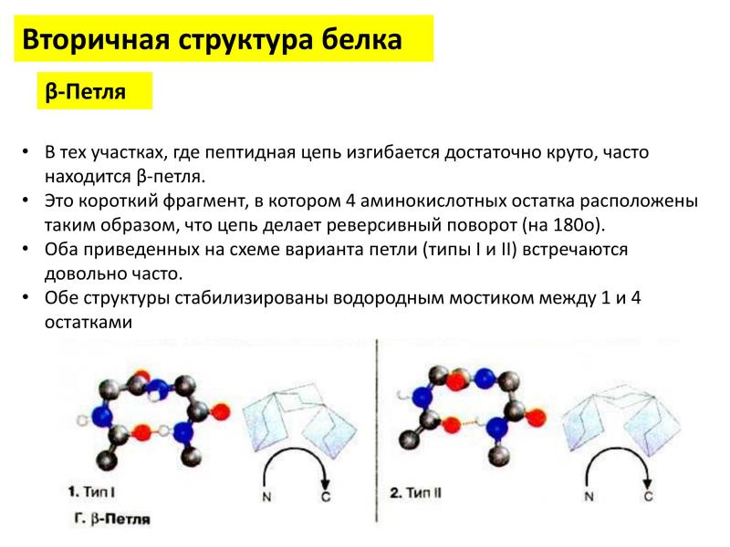 Расположен таким образом что. Вторичная структура связи пептидные. Бета поворот вторичная структура белка. Вторичная структура белка образована пептидными связями. Вторичная структура белка петли.