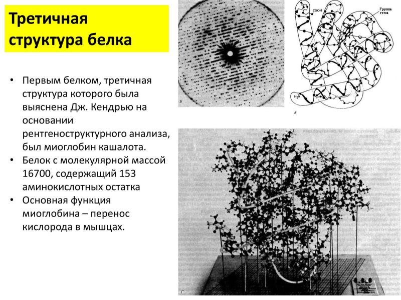 Исследование белка. Метод рентгеноструктурного анализа белка. Рентгеноструктурный анализ белков. Исследование структуры кристаллов (рентгеноструктурный анализ).. Метод рентгеноструктурного анализа в биологии.