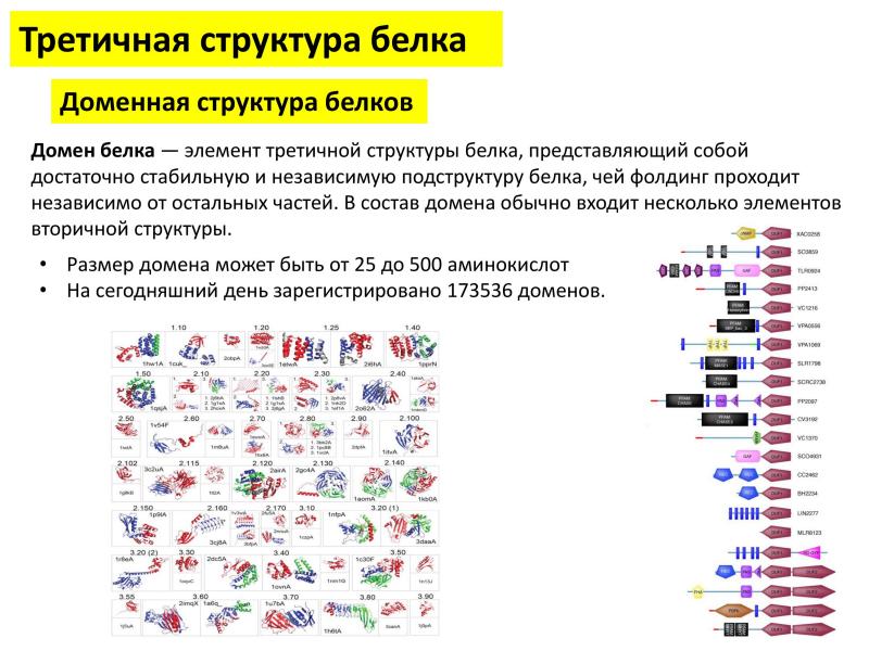Домен доменные белки. Типы структуры доменов белков. Доменное строение белков. Доменная структура белков биохимия. Домены третичной структуры белка.