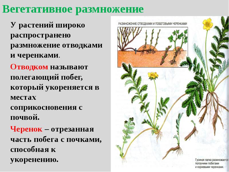 Вегетативное предложение. Вегетативное размножение схема. Размножение растений растений. Виды размножения растений. Растения которые размножаются вегетативным путем.