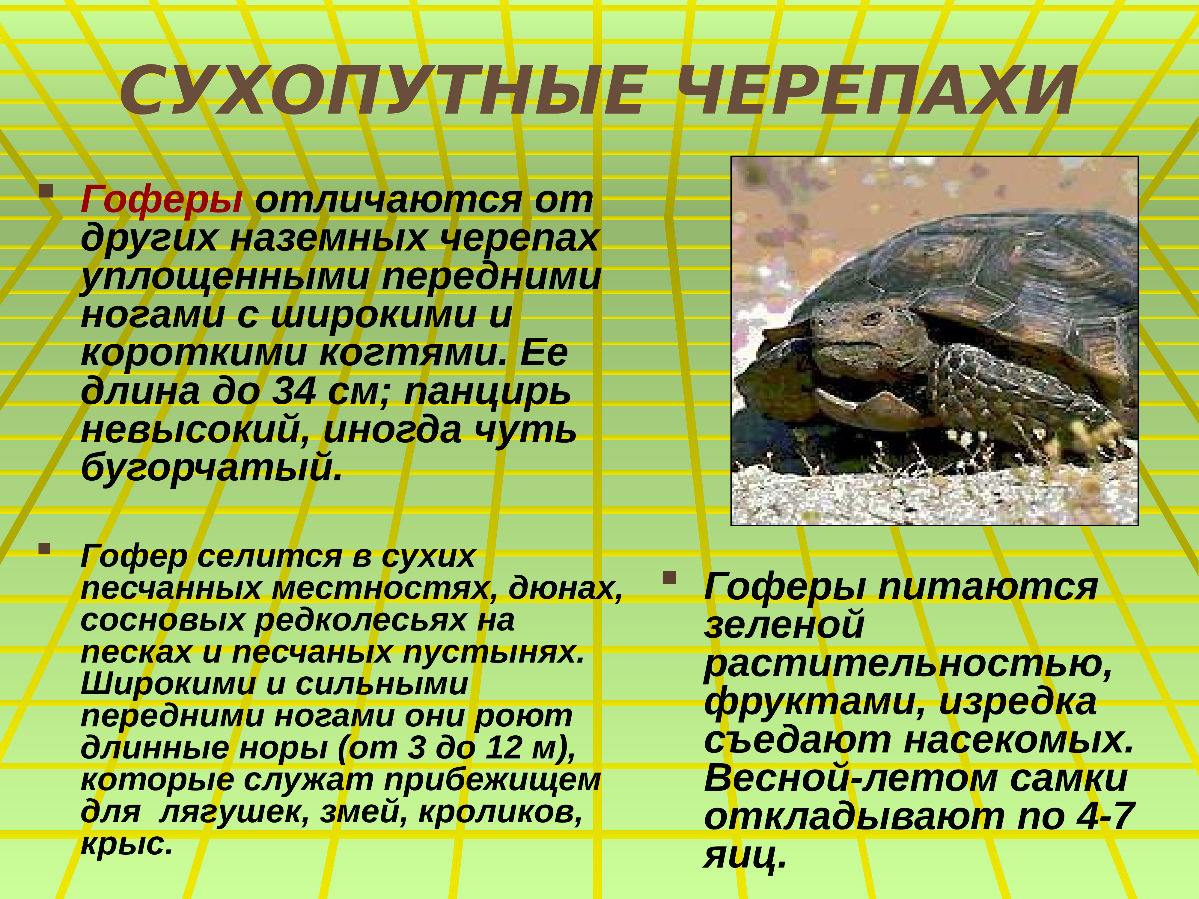 Черепахи 8 класс биология. Описание черепахи. Сообщение о черепахе. Черепаха для презентации. Пресмыкающиеся отряд черепахи.
