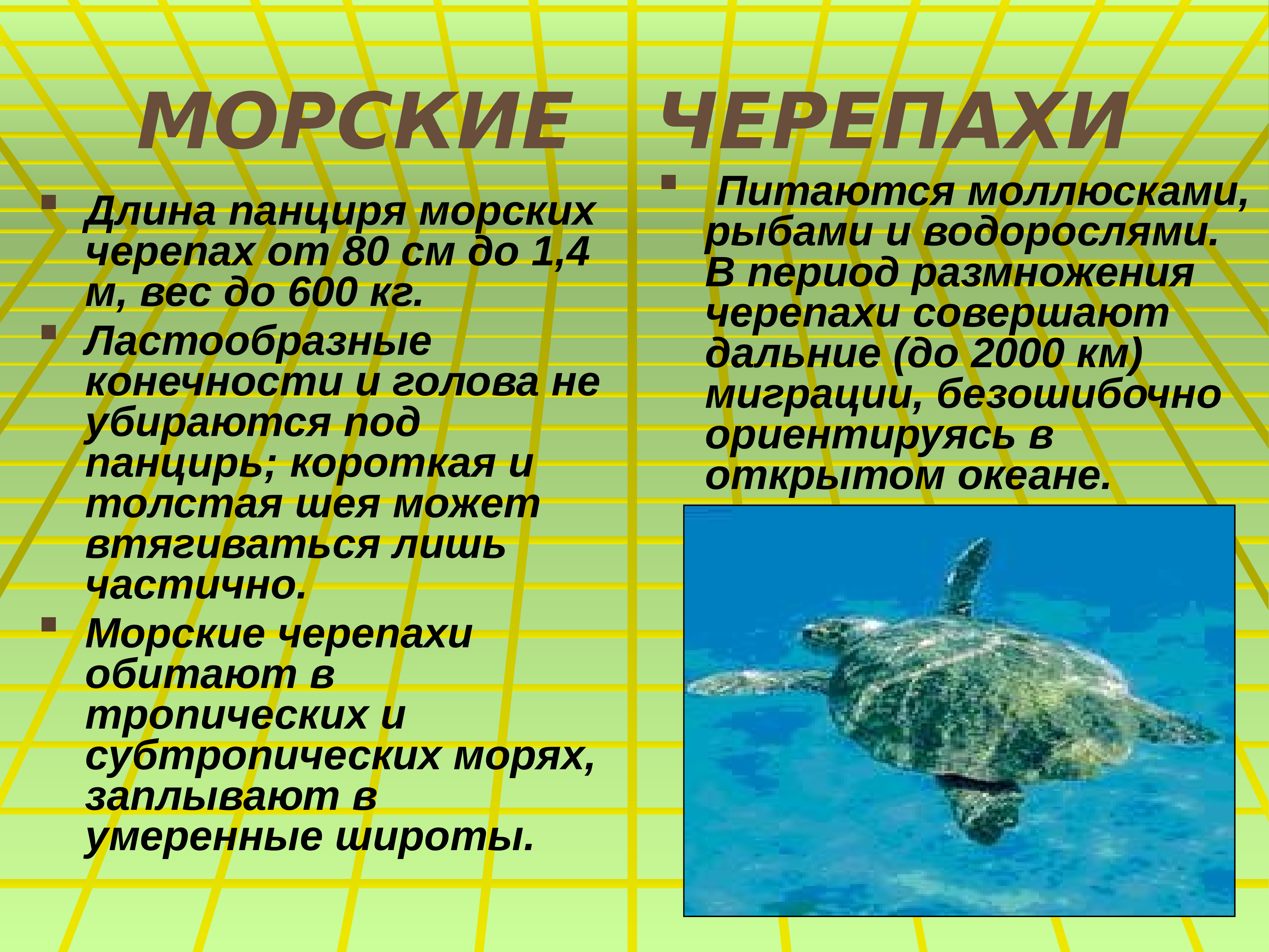 Во время большой бури с черепахой составить план прочитанного