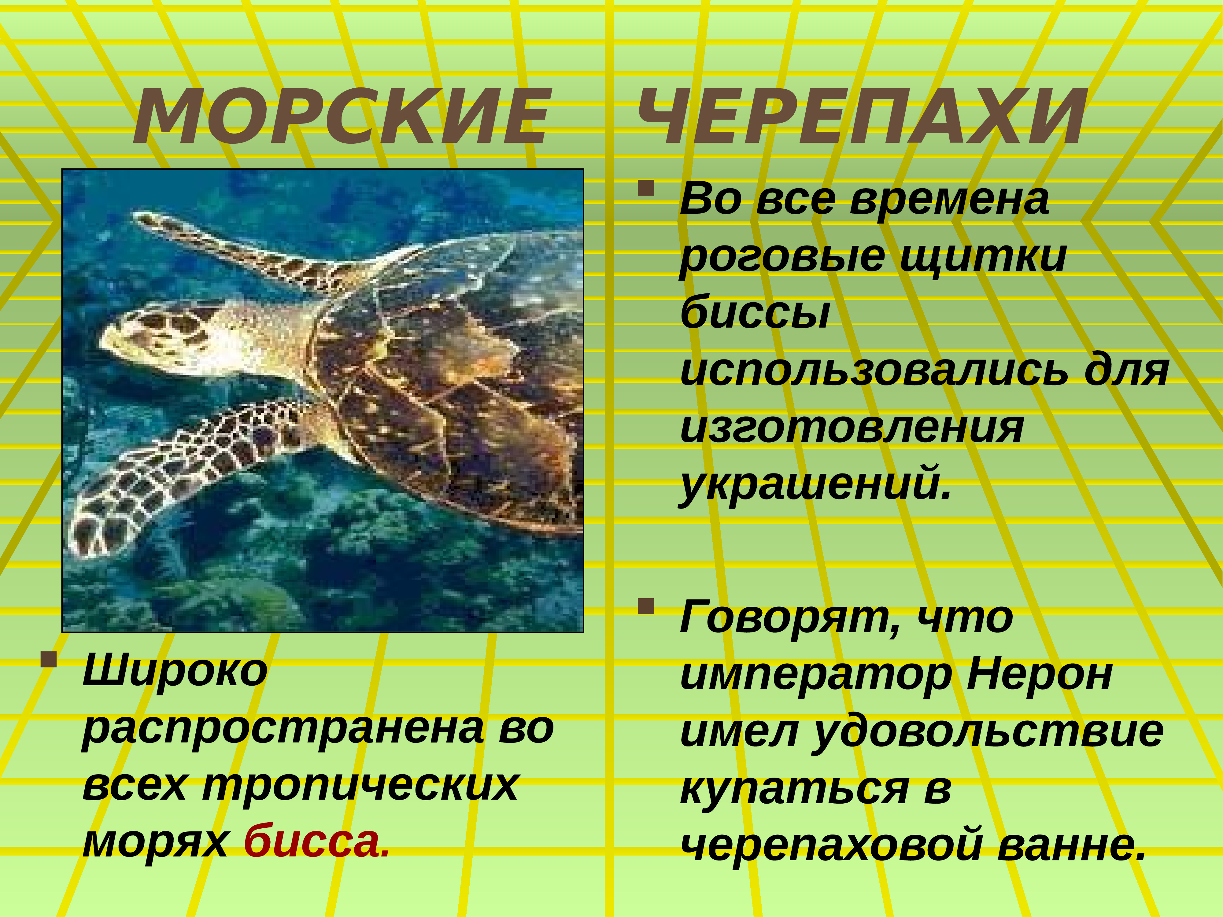 План по рассказу черепаха