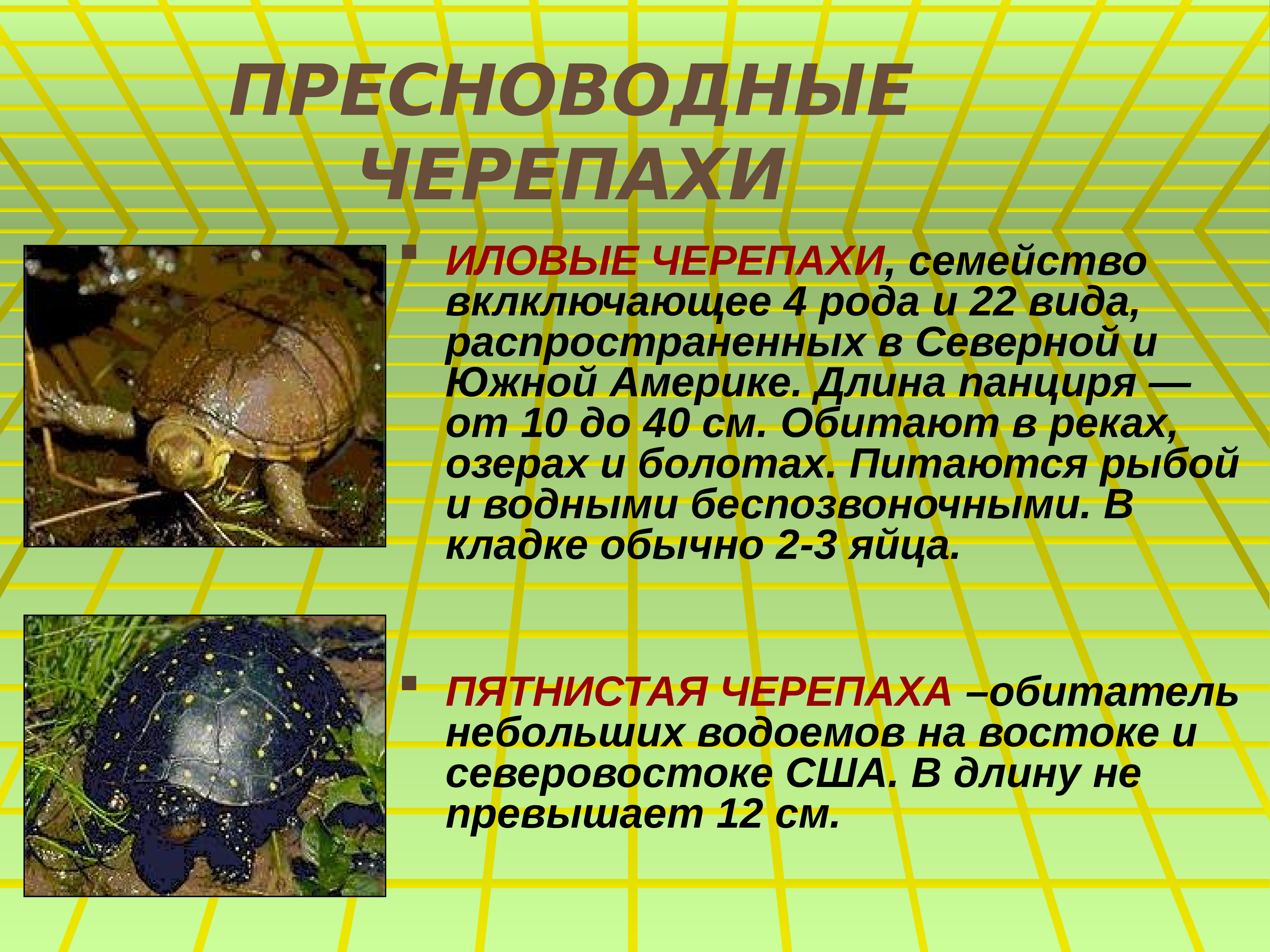 Черепахи 8 класс биология. Сведения о черепахе. Черепаха для презентации. Презентация на тему черепахи. Доклад про черепаху.