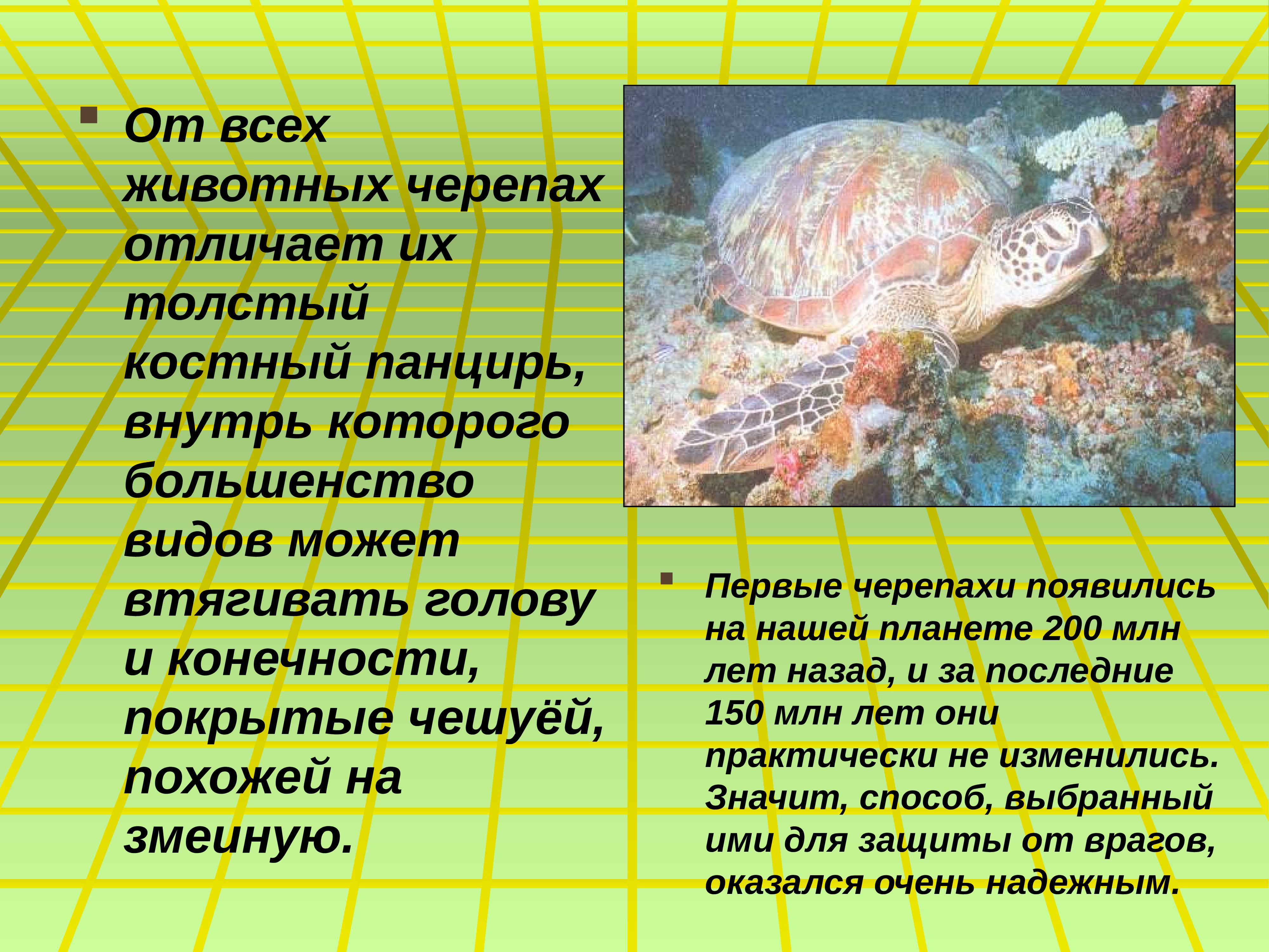Информация о черепахе