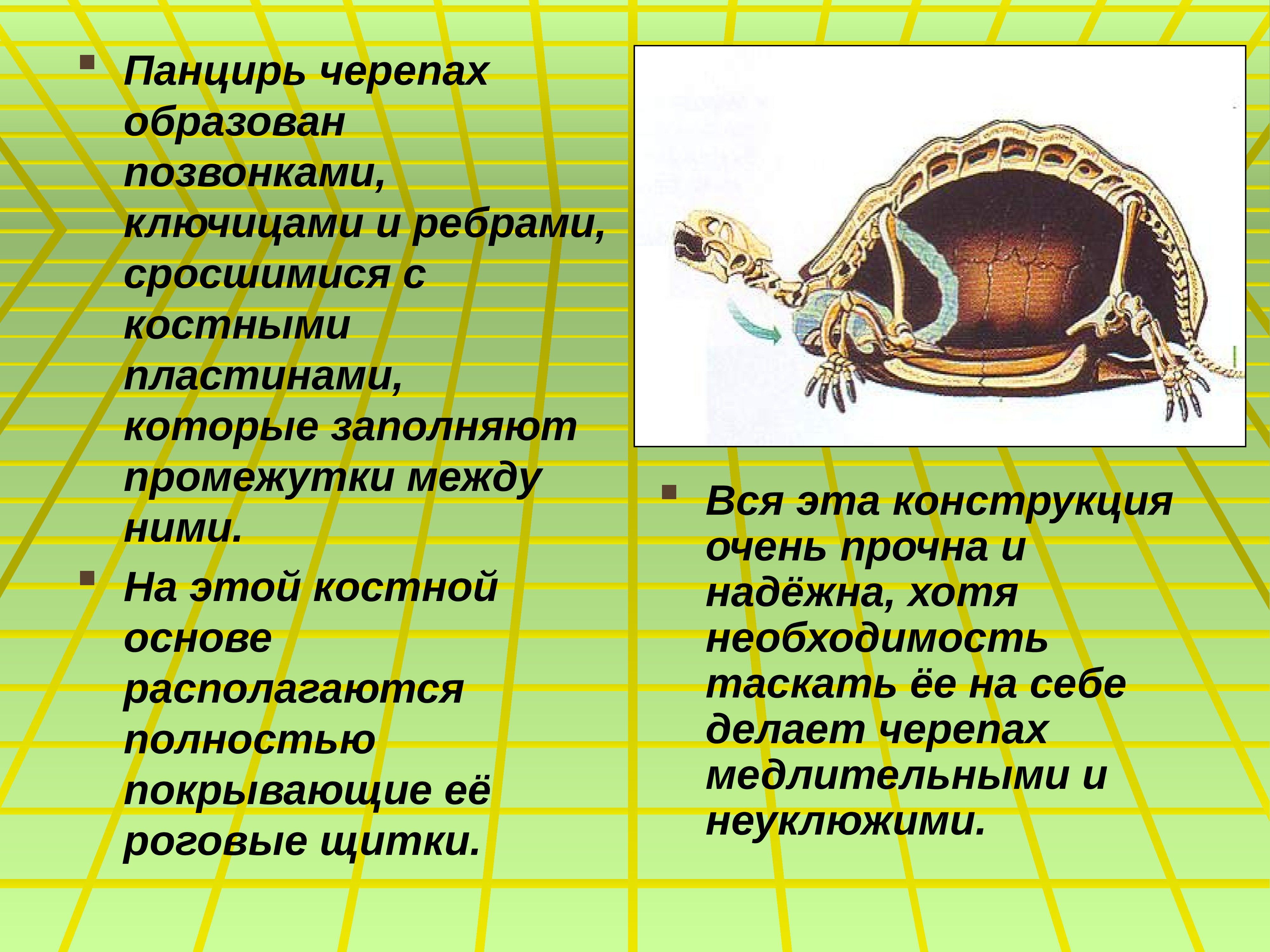 Исполнитель черепаха презентация