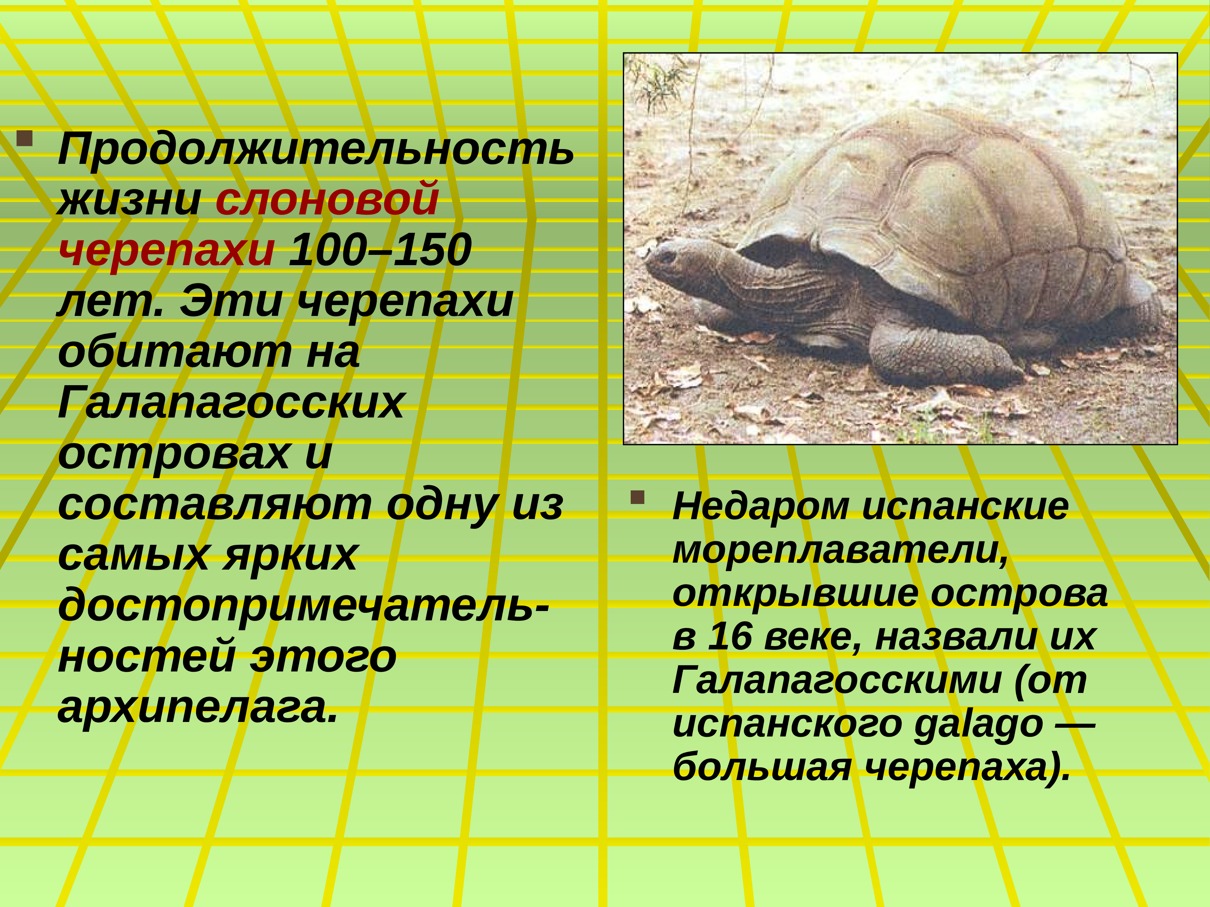 Сроки жизни животных. Продолжительность жизнчерепахи н. Продолжительность жизни черепахи. Образ жизни слоновой черепахи. Срок жизни черепахи.