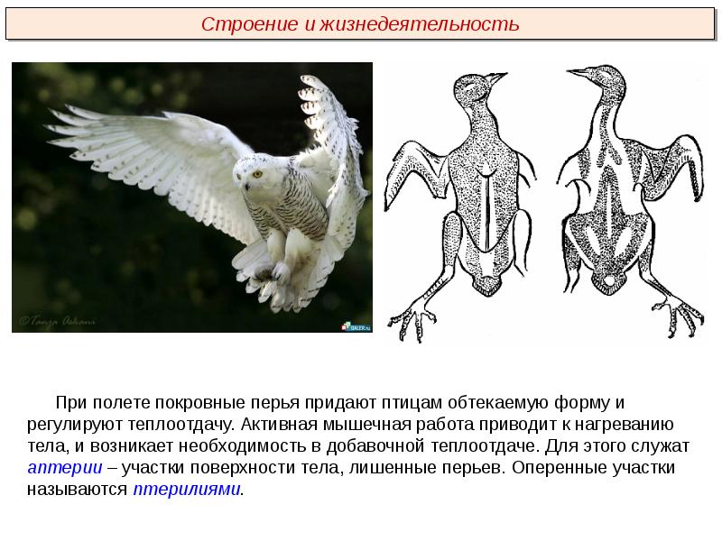 Расположение групп перьев на теле птицы рисунок 151