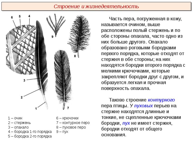 Виды перьев птиц схема