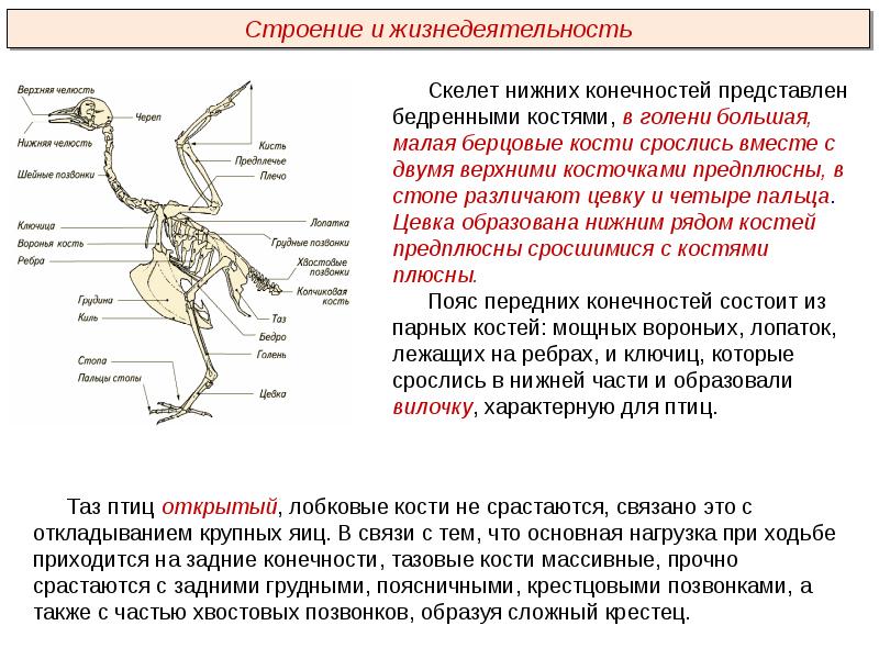 Объясните руководствуясь этой схемой формирование у зайцев длинных и мощных задних конечностей