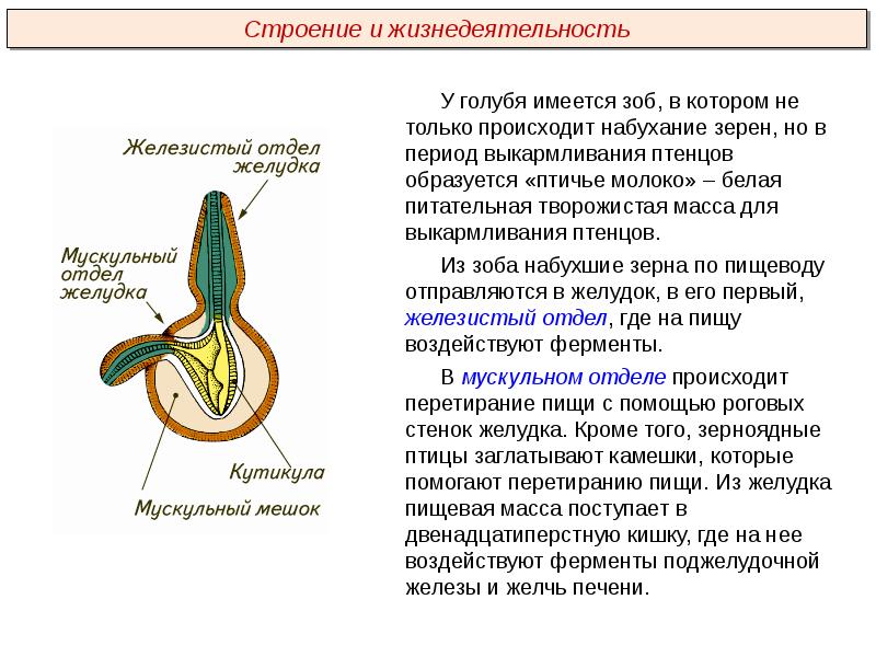 Селекция пименов презентация