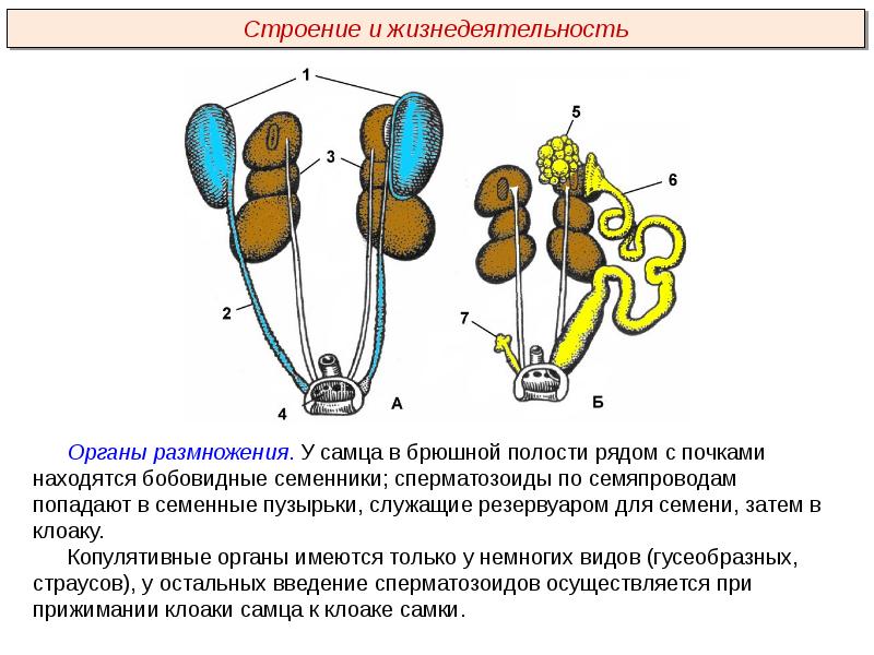 Органы размножения человека 8 класс презентация