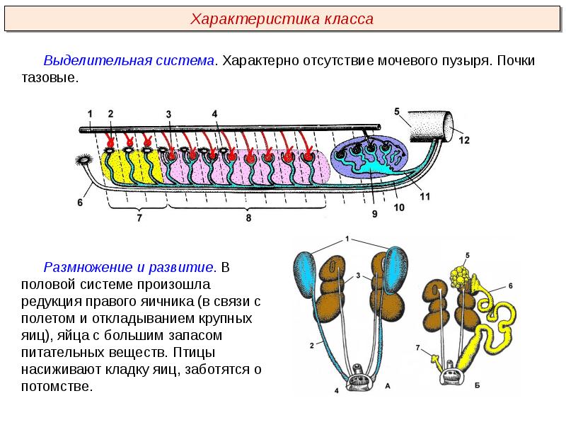 Дыхательная система презентация пименов