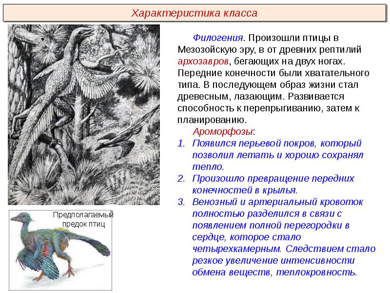 Ароморфозы птиц презентация